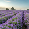 Absolute Aromas Organic Lavender Essential Oil 10ml - Image 2