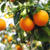 Absolute Aromas Orange, Sweet Essential Oil 10ml - Image 2
